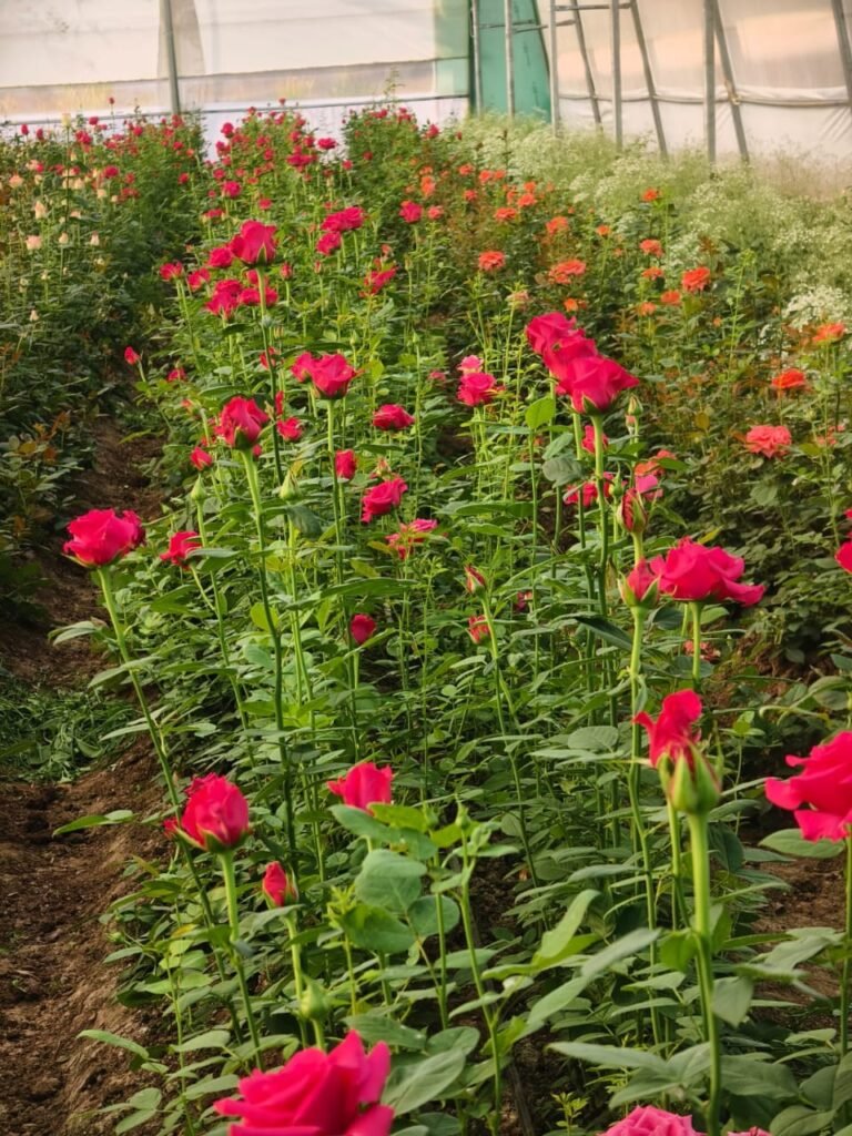 Inner-Bhopal020826034037